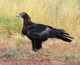 Wedge-tailed Eagle